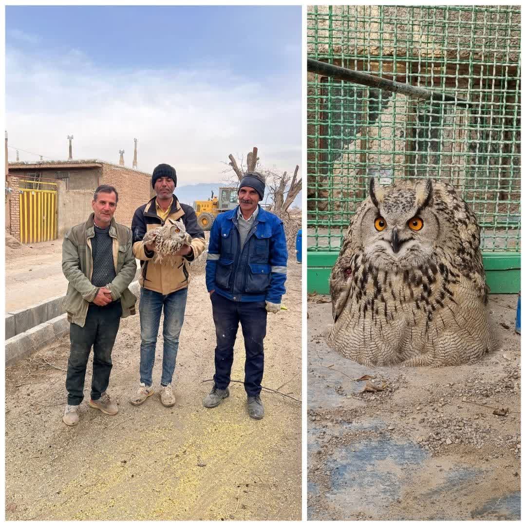 تحویل پرنده آسیب دیده به اداره محیط زیست تحویل پرنده آسیب دیده به اداره محیط زیست