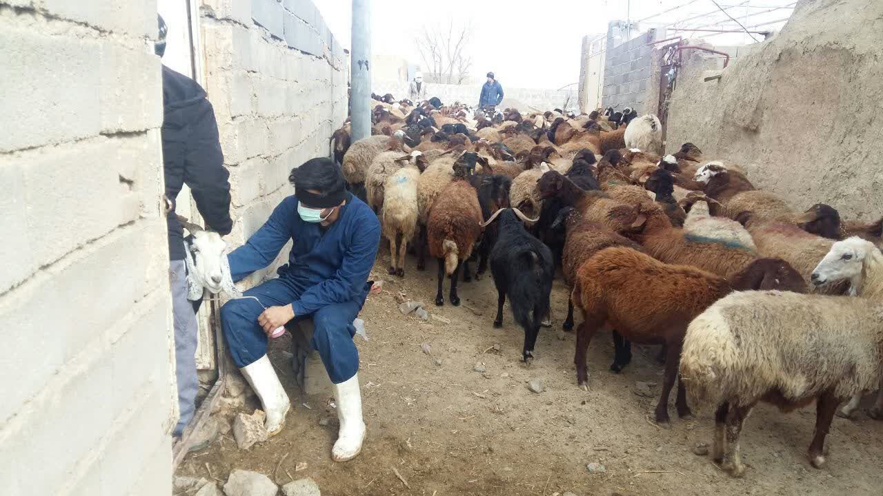 ایمن سازی ۸۹ هزار ۵۰۰ رأس دام سبک و سنگین در طرح واکسیناسیون تب برفکی شهرستان فیروزه ایمن سازی ۸۹ هزار ۵۰۰ رأس دام سبک و سنگین در طرح واکسیناسیون تب برفکی شهرستان فیروزه