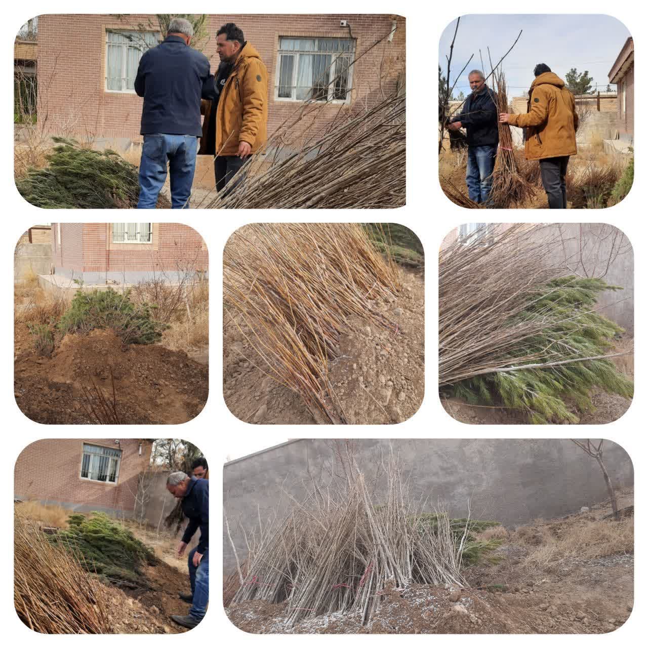 توزیع نهال در محل اداره منابع طبیعی