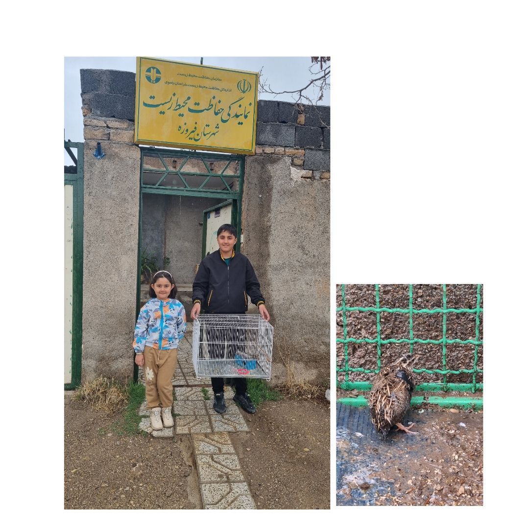 تحویل بلدرچین آسیب دیده به اداره محیط زیست؛ تحویل بلدرچین آسیب دیده به اداره محیط زیست؛