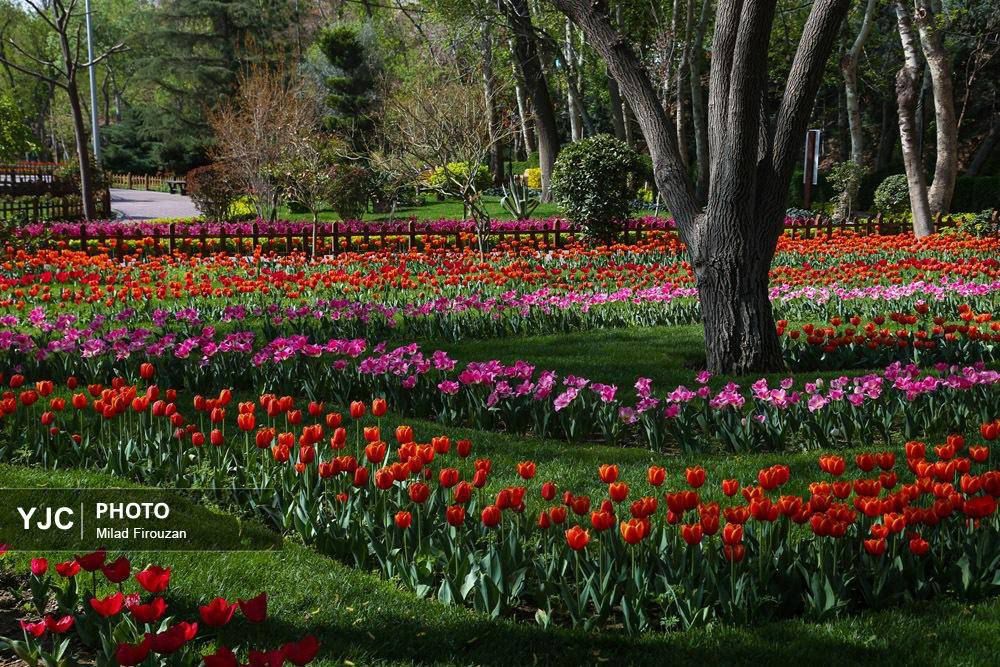 تصاویری زیبا از یازدهمین جشنواره لالهها در کرج – ایران زیبا تصاویری زیبا از یازدهمین جشنواره لالهها در کرج – ایران زیبا