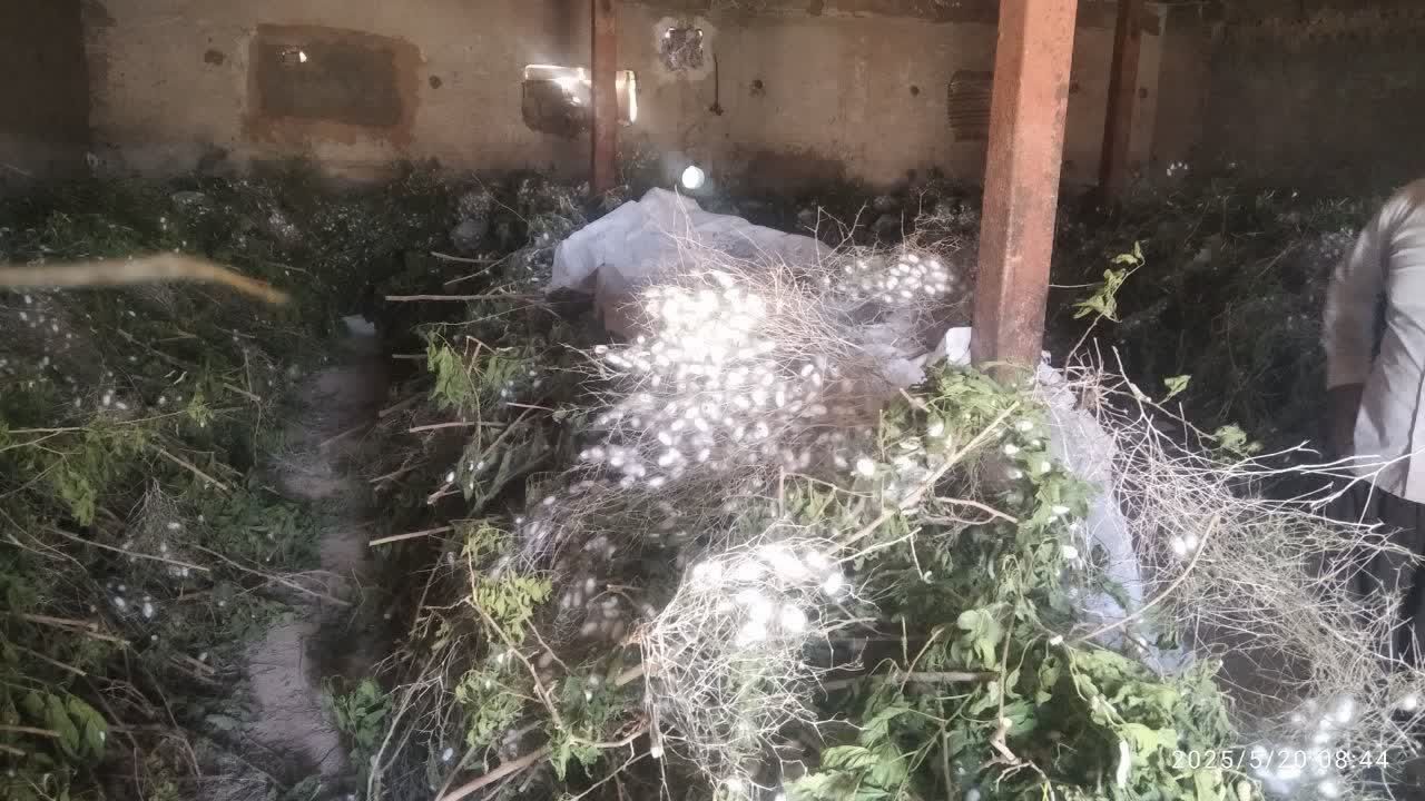 پیش بینی برداشت ۲ تن پیله تر کرم ابریشم در شهرستان فیروزه پیش بینی برداشت ۲ تن پیله تر کرم ابریشم در شهرستان فیروزه