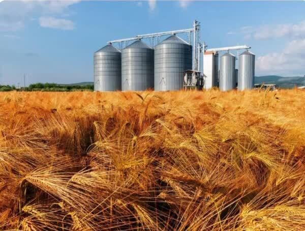 آغاز خرید تضمینی گندم در سیلو شهرستان فیروزه آغاز خرید تضمینی گندم در سیلو شهرستان فیروزه