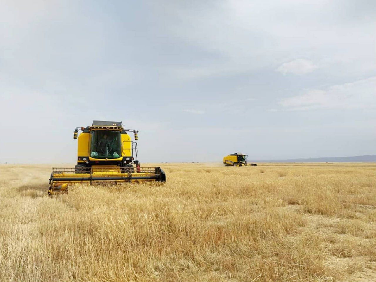 خرید تضمینی گندم به ۳ میلیون و ۱۵۰ هزارتن رسید خرید تضمینی گندم به ۳ میلیون و ۱۵۰ هزارتن رسید