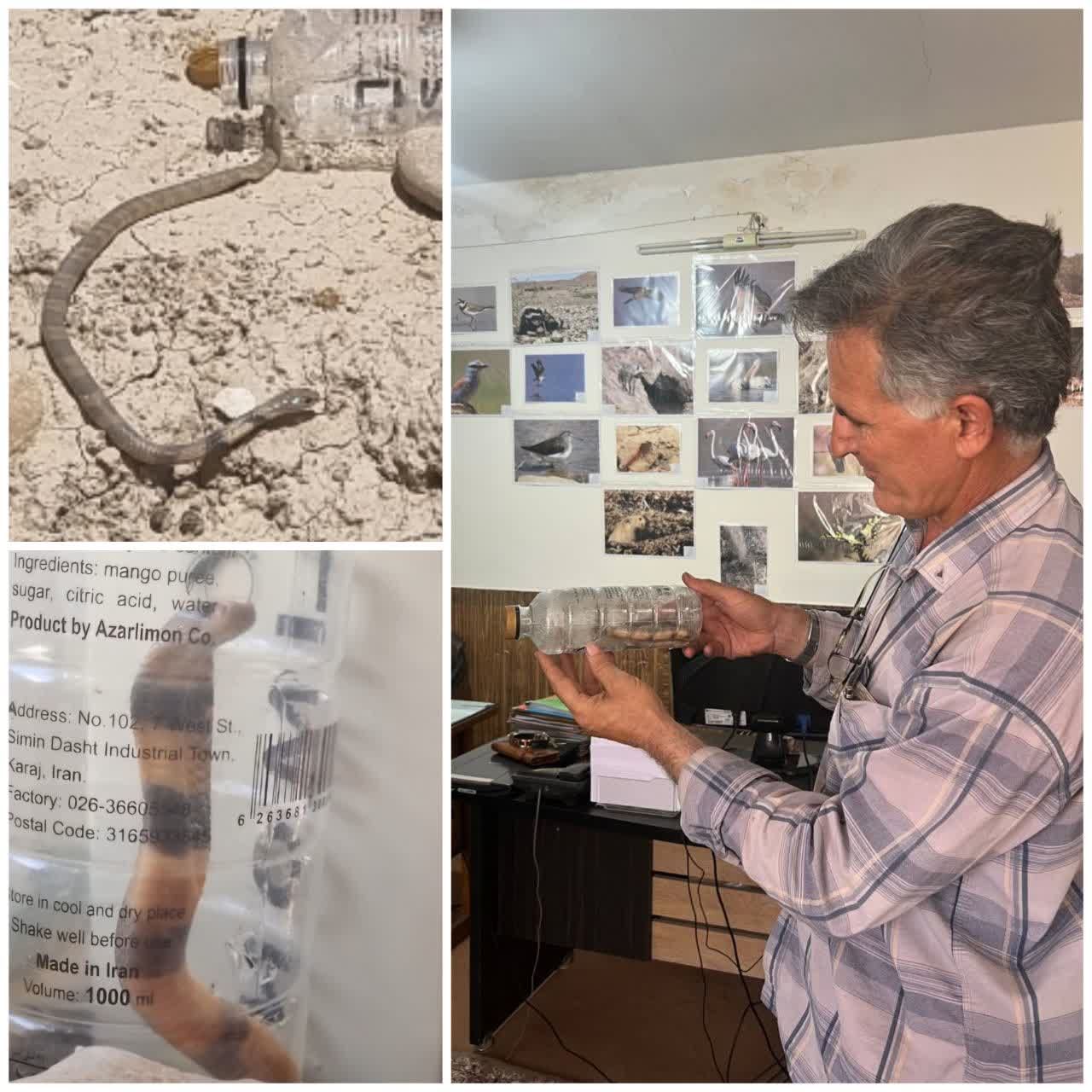 تحویل یک حلقه مار به اداره محیط زیست