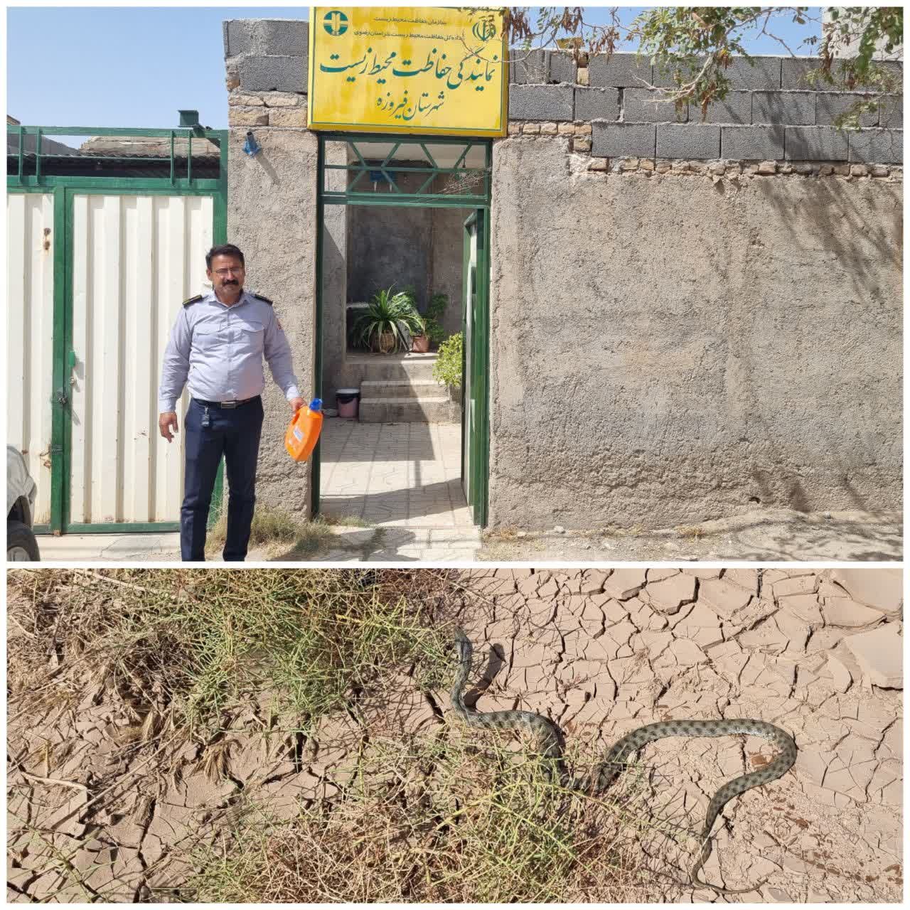 نده گیری یک حلقه مار غیرسمی توسط آتش نشان فیروزه ای