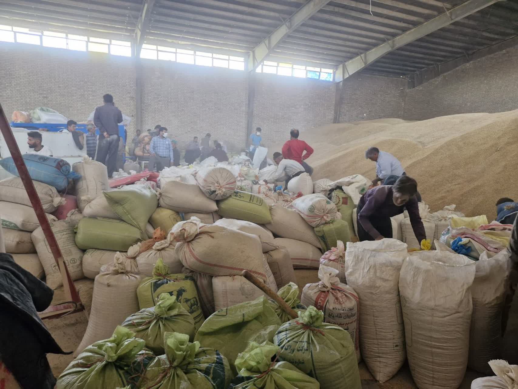 توزیع بیش از ۱۵۰۰ تن جو بین دامداران سبک شهرستان فیروزه