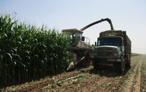 برداشت ذرت علوفه‌ای درشهرستان فیروزه